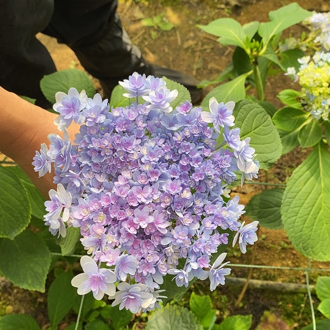馒***。27号绣球/有色差介意勿拍/3单冷链包邮/偏远补运费发德邦