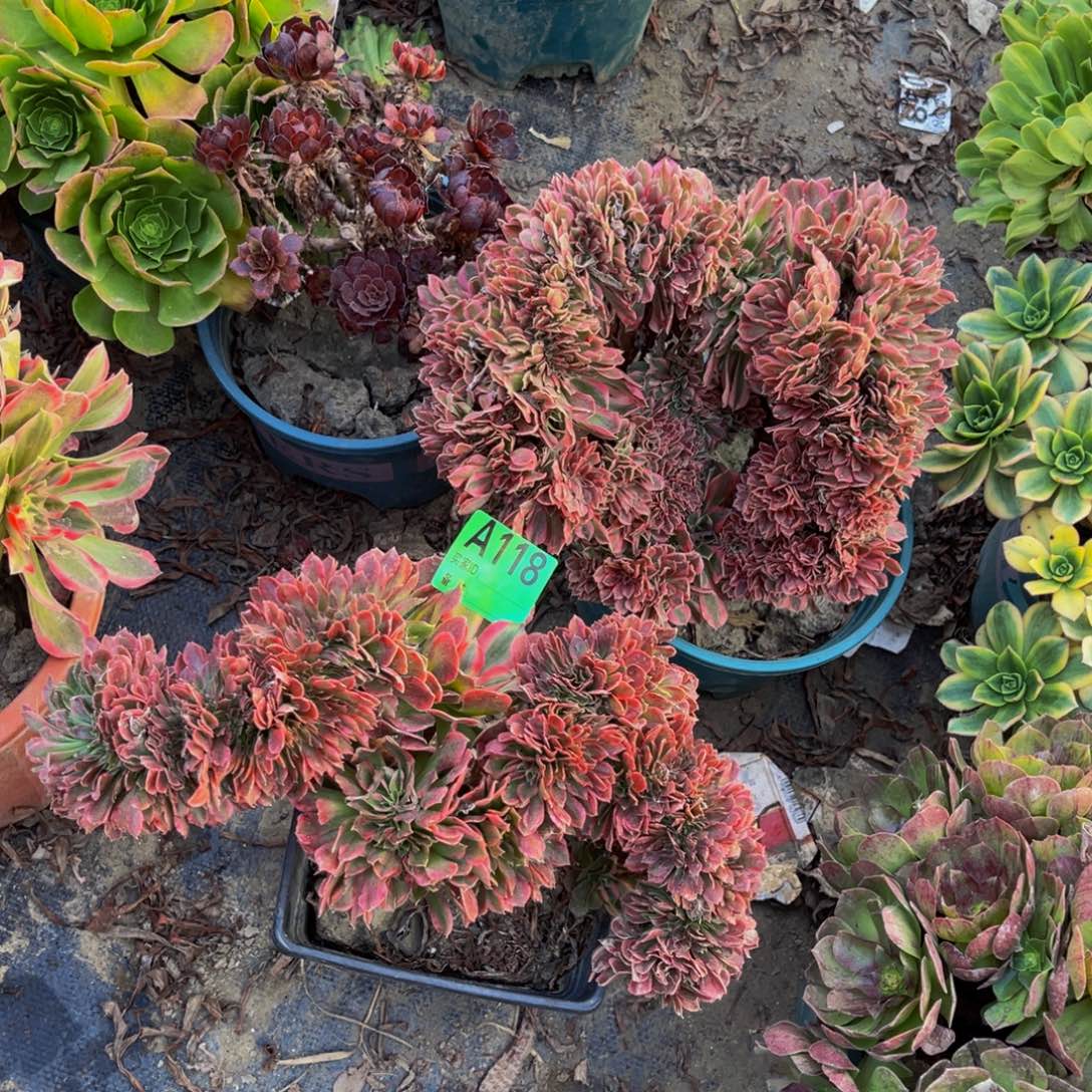 两颗法师缀化1-31