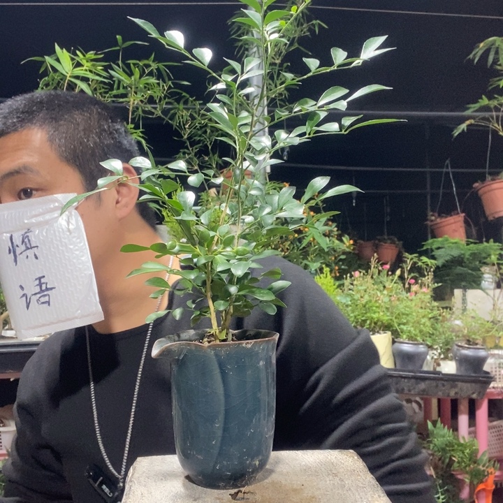 以实际为准盆景绿植盆栽52