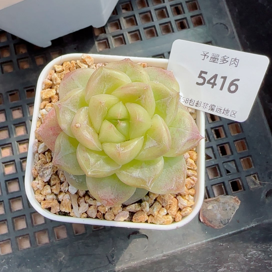 青禾，5416多肉植物