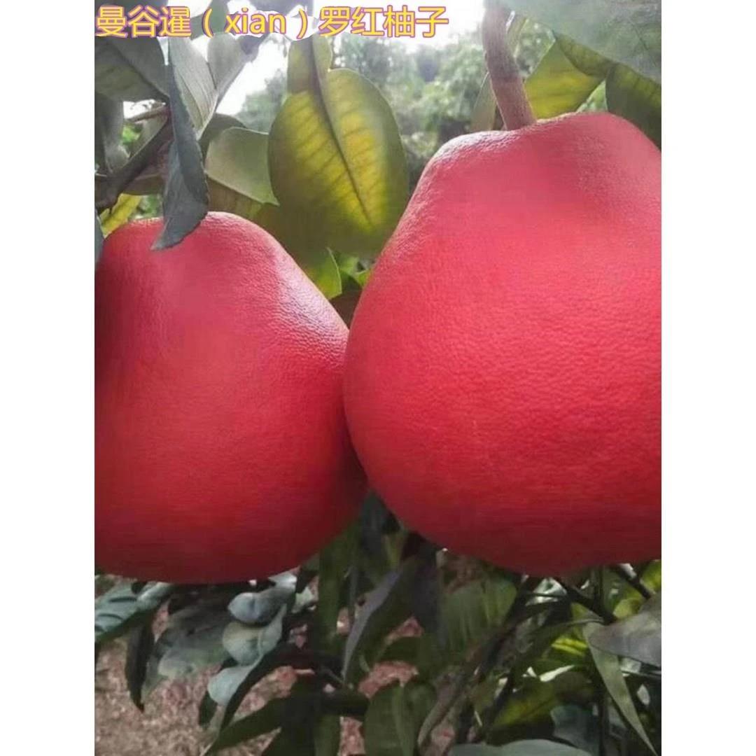 正宗品种正宗暹罗红柚红心柚红皮柚子无籽蜜柚沙甜柚沙田柚无核柚