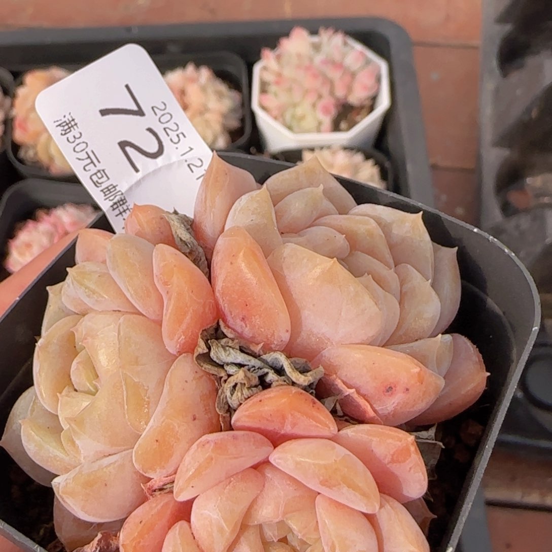 冰魄三头老桩一颗脱土