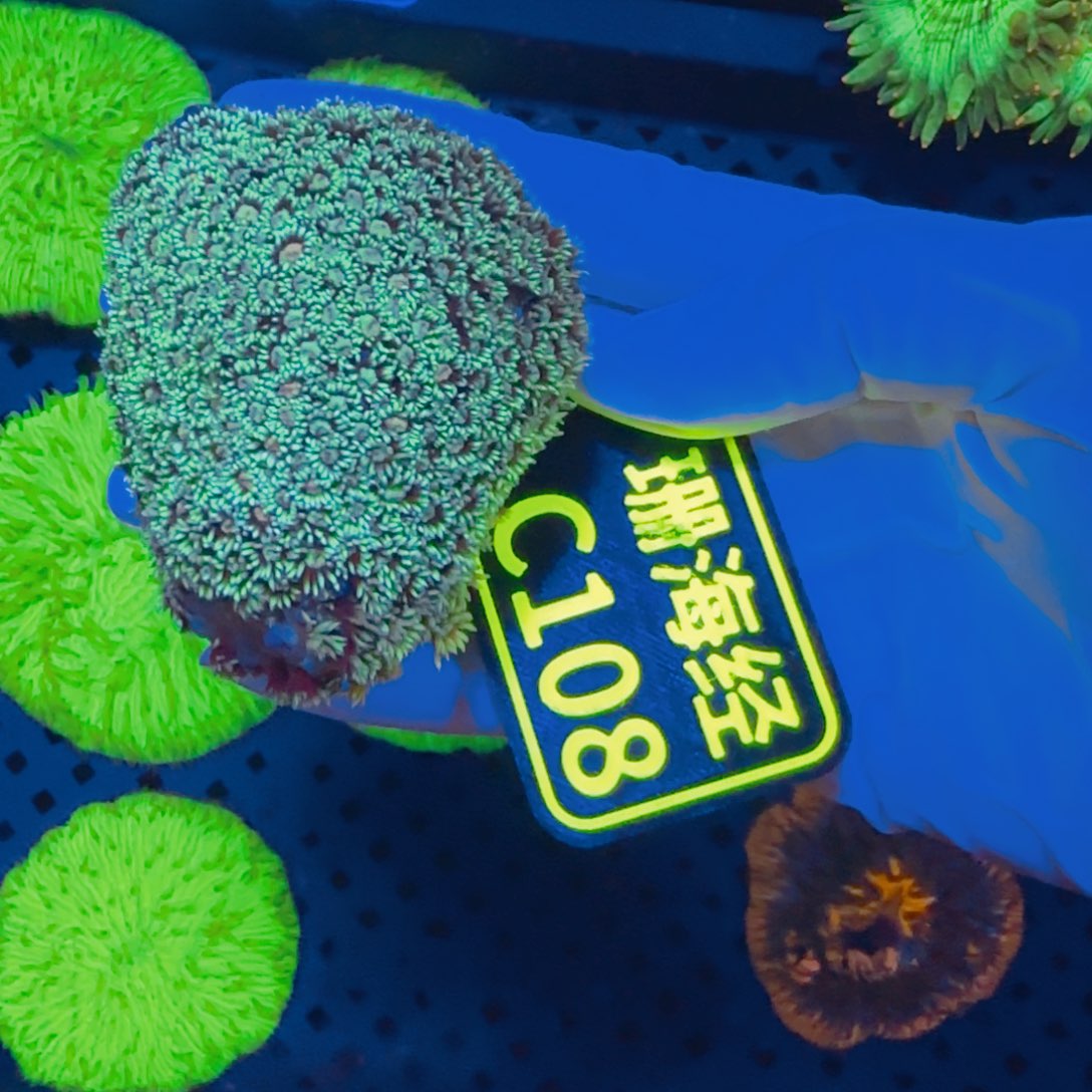 七***纽扣珊瑚晓晓不包邮圆帽原石C108