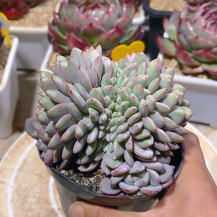 爱丽儿缀化一物一拍