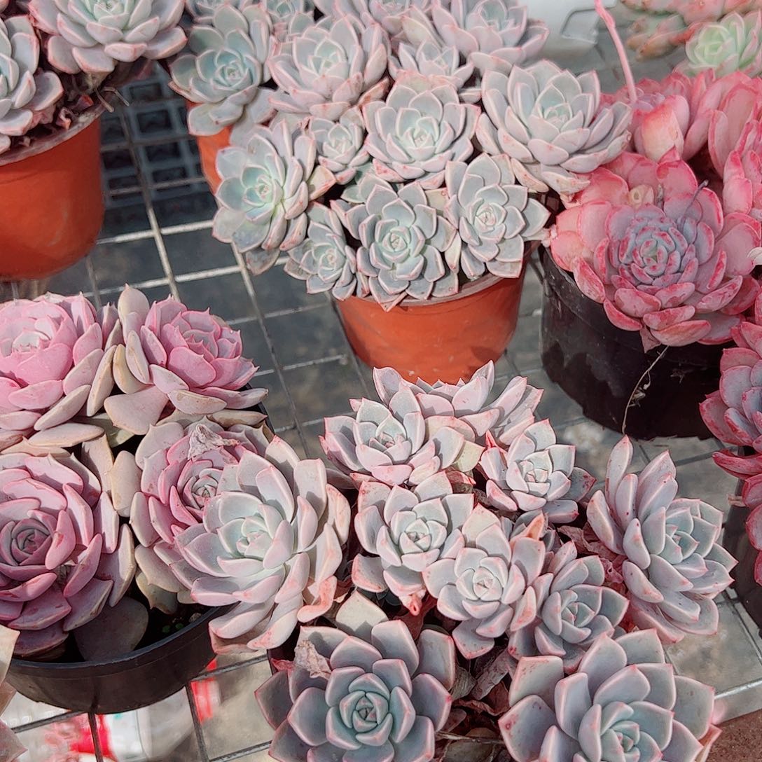 红粉佳人多头群生老桩