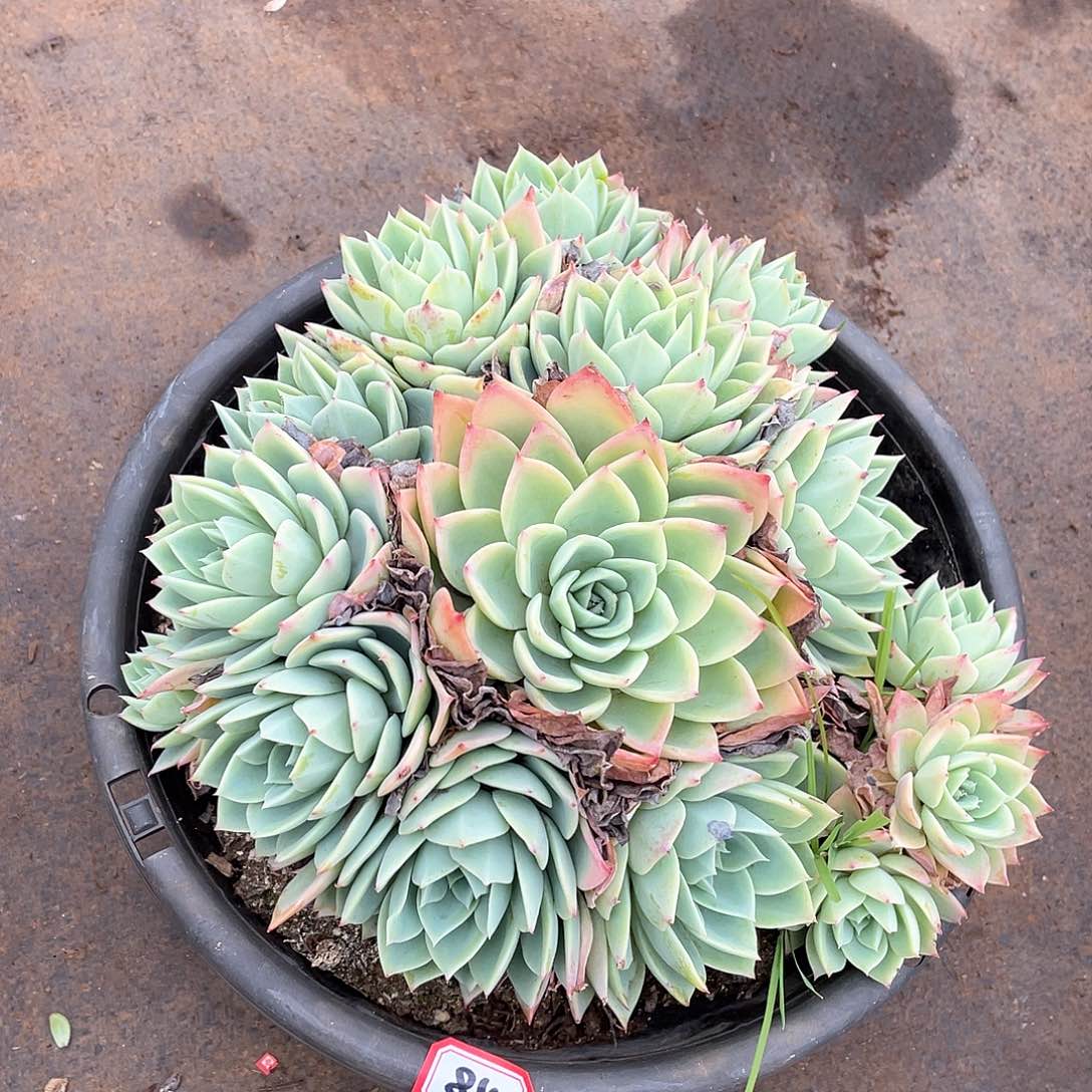 840三色堇一物一拍多肉