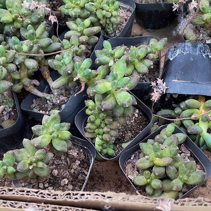 6.5方千代田处理带盆土发