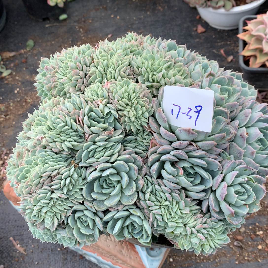 三切丝一物一拍17-39