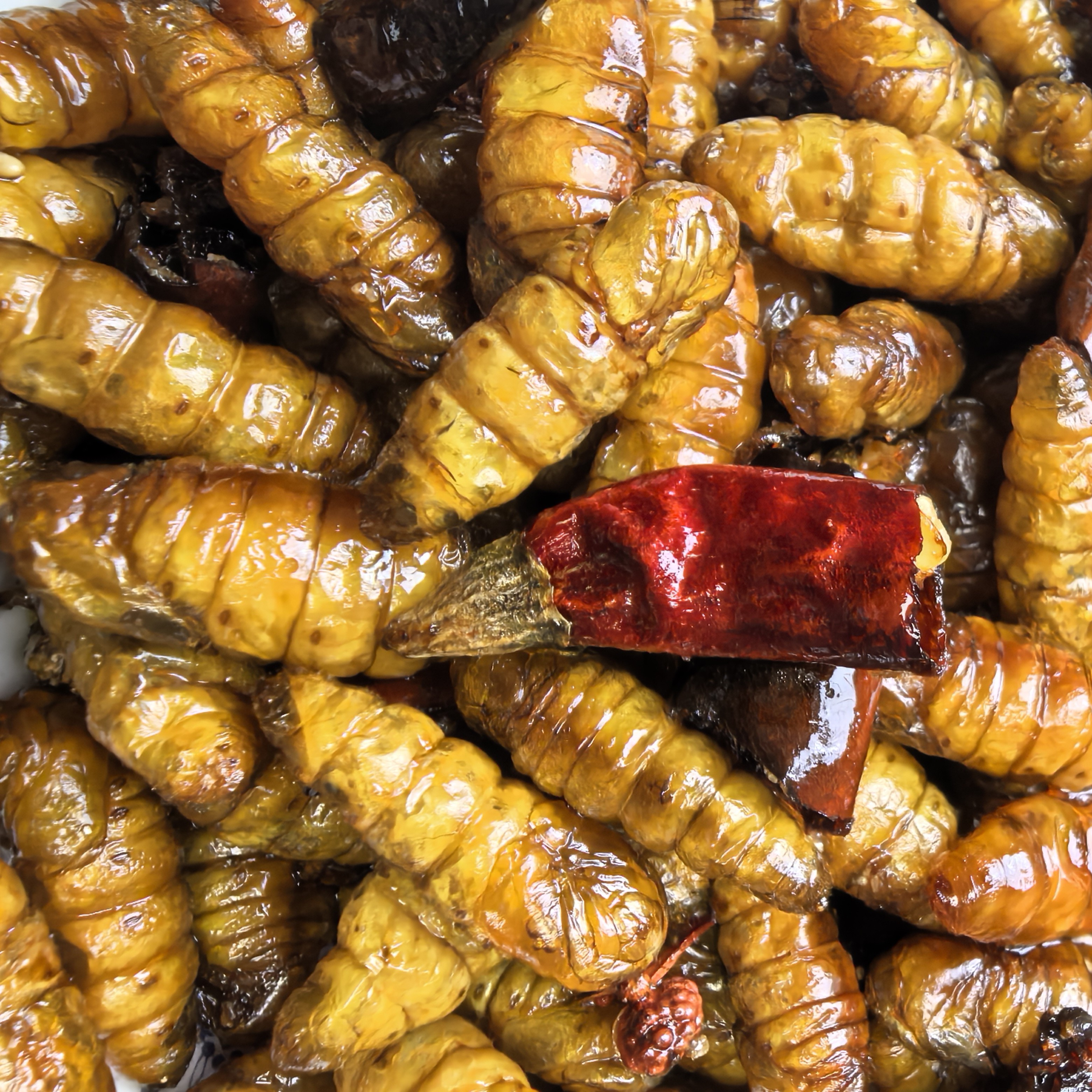 东北特产蚕蛾包料知了猴