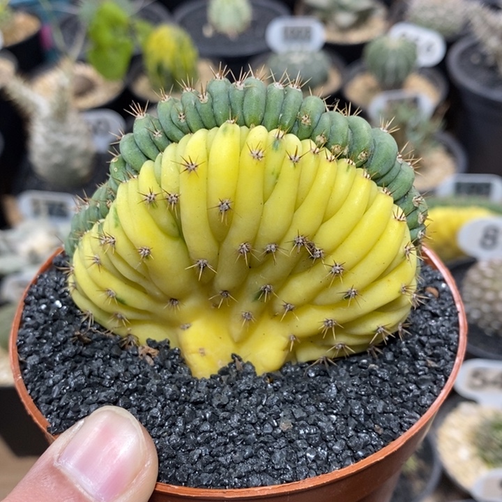 多闻柱缀化锦8号8cm