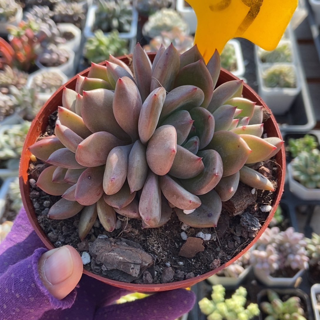 539夜魔侠多肉植物多肉