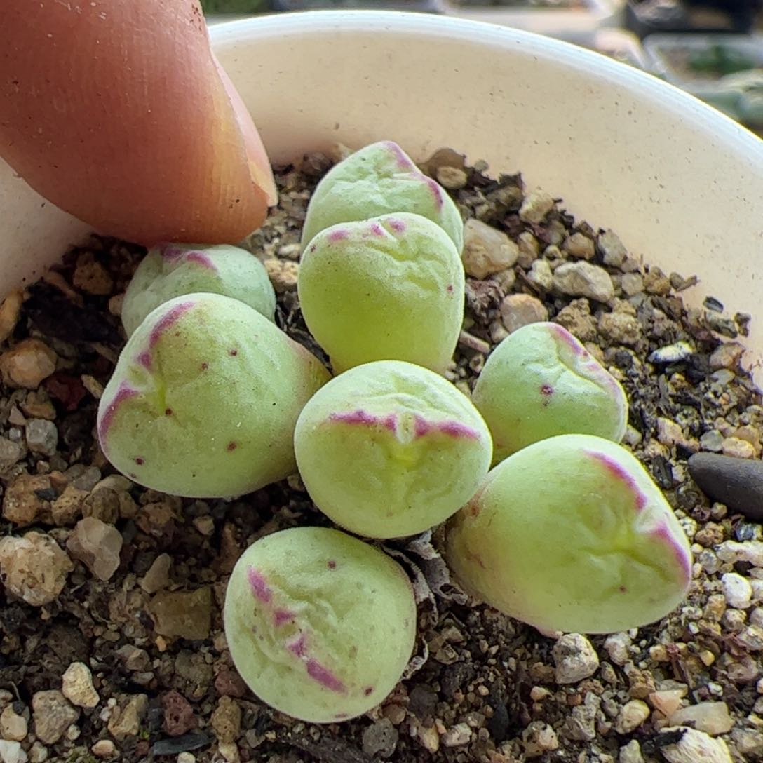 大家初三快乐23116