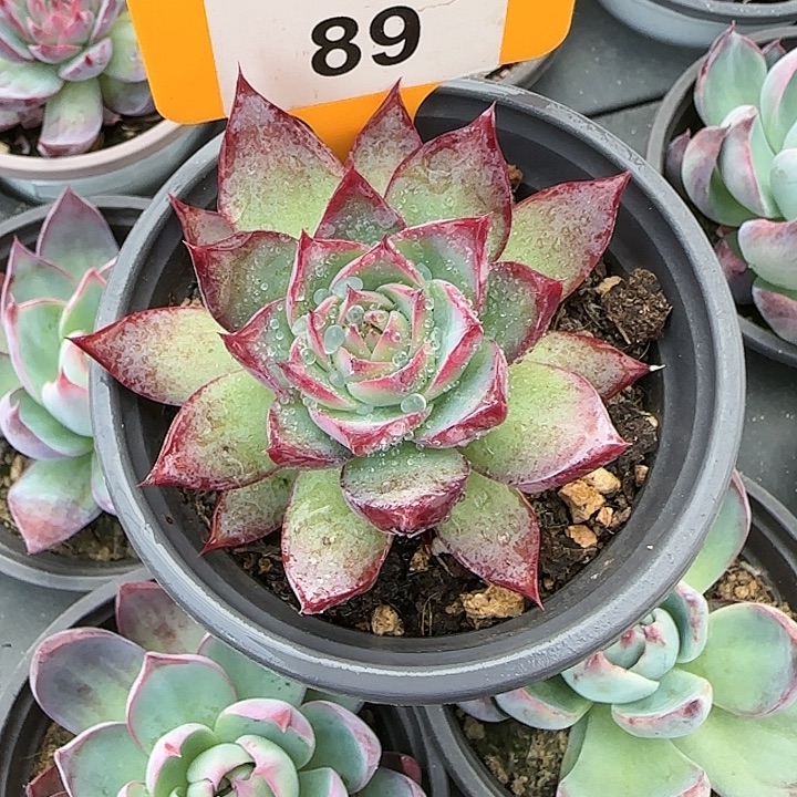 89 惊鸿仙子多肉植物福利