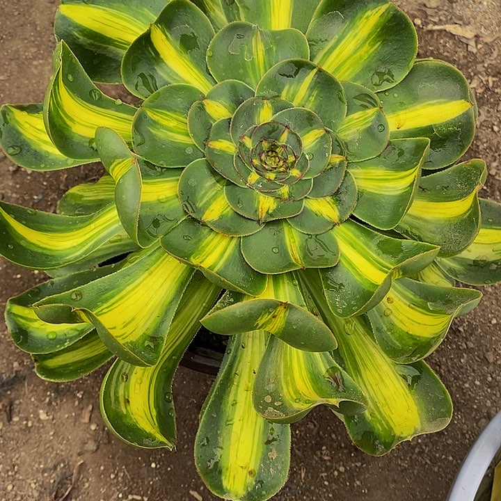 温**家暴君多肉植物867