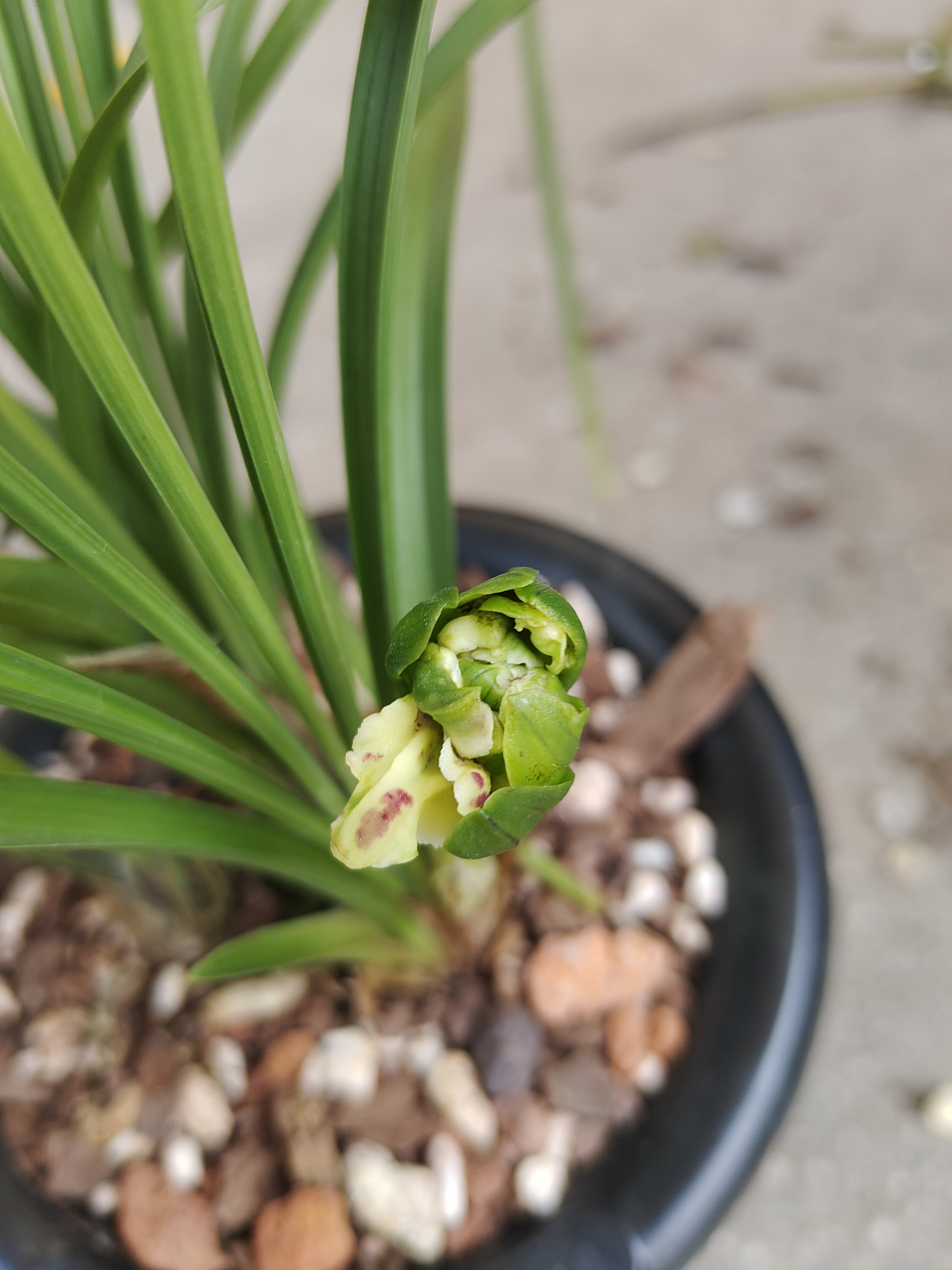 兰花链接（一物一拍）