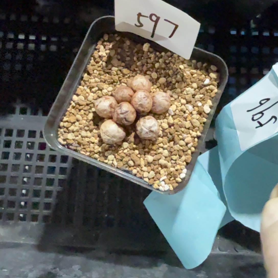 岁***z多肉多肉多肉9-597