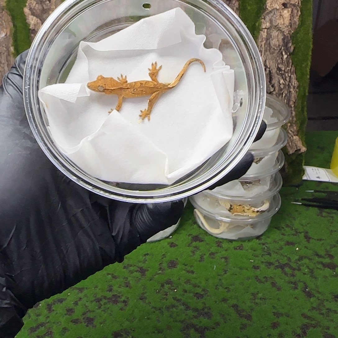 睫角守宫黄底大麦丁