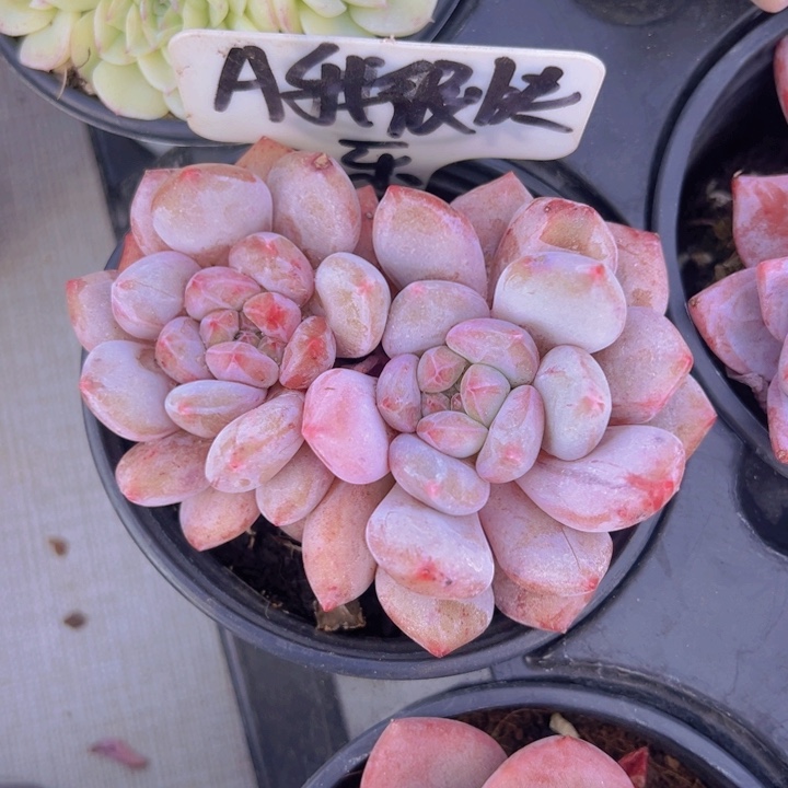 健健康康平平安安