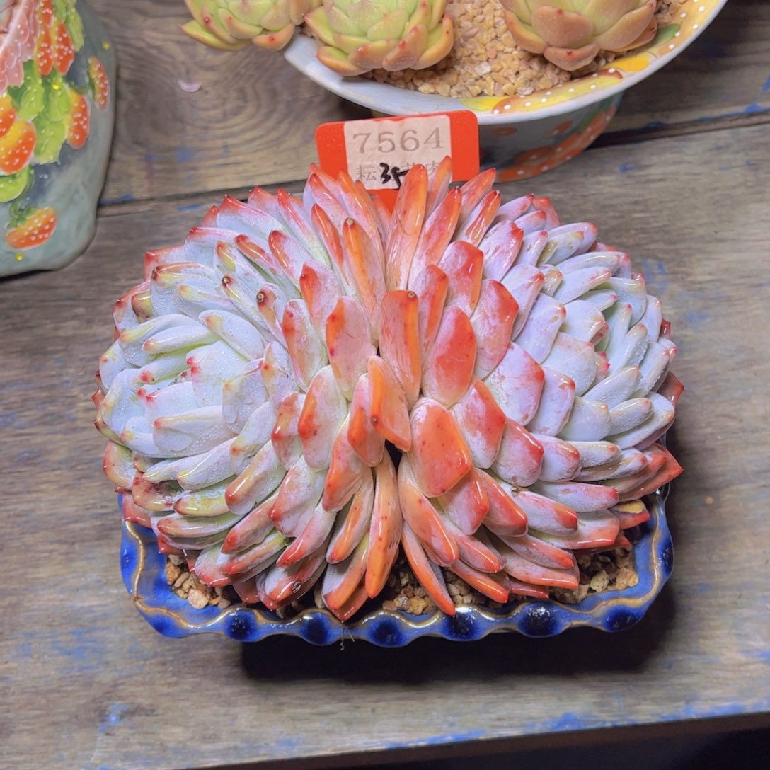 橙梦露7564多肉植物