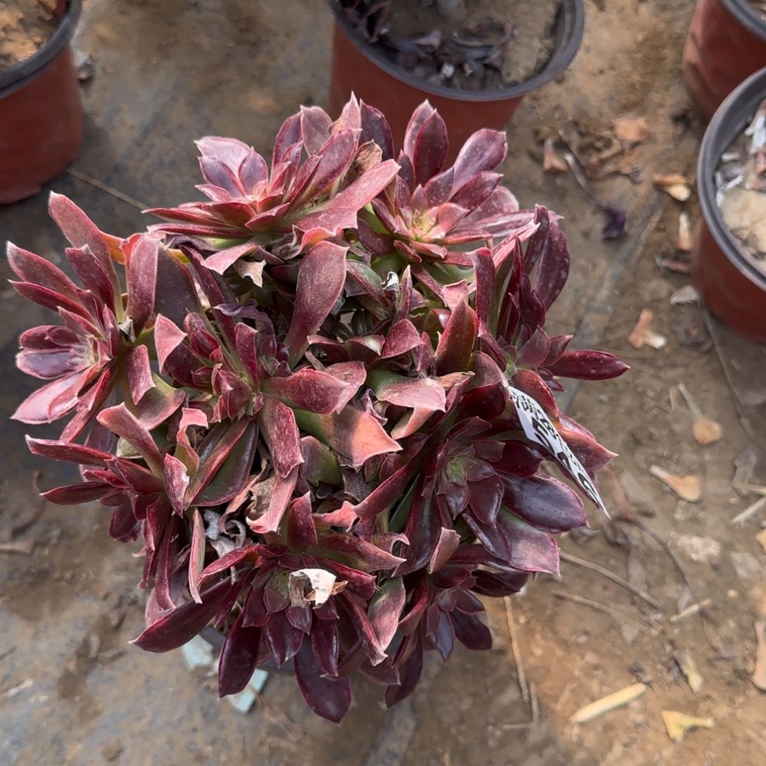 女王多肉546满28包邮断枝不包