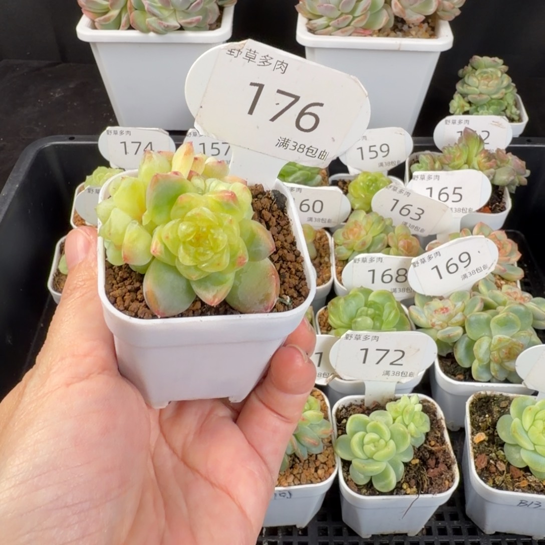 竹马甜心六头群176号