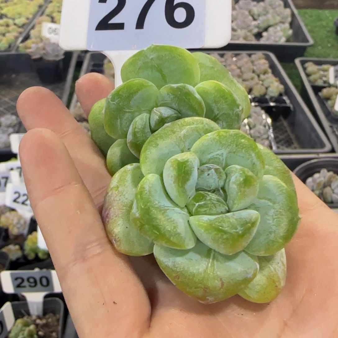 276号一物一拍特价
