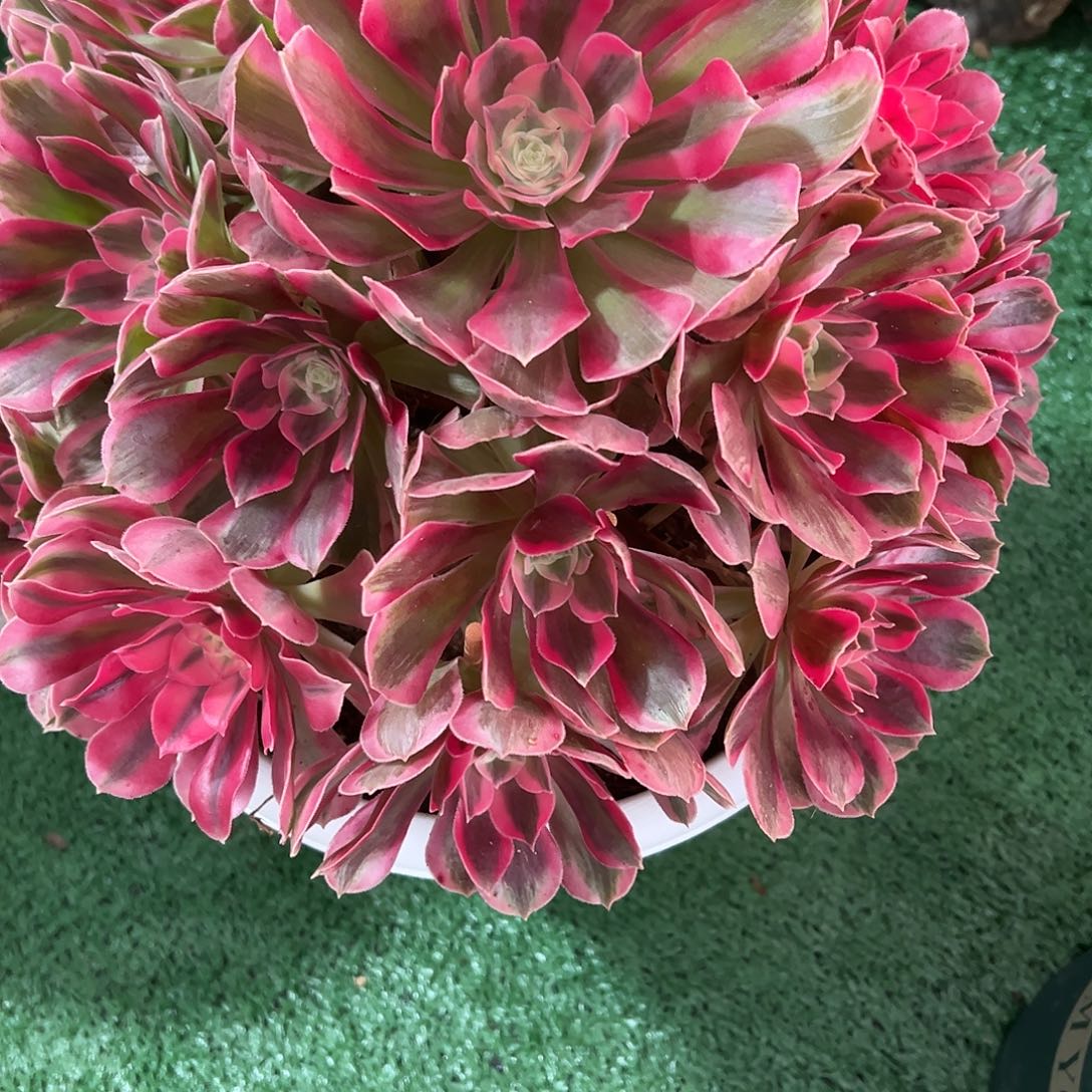 *****081粉女郎多肉植物法师