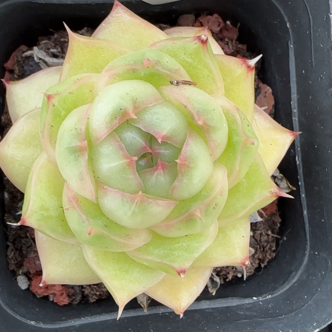 花语逸镜0127-247