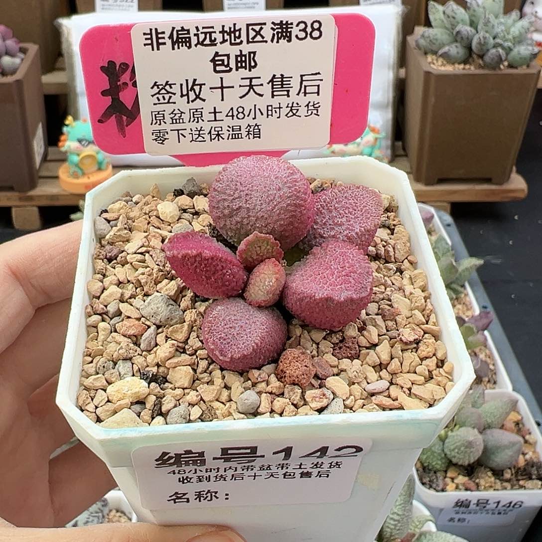 142赛猪肝多肉植物