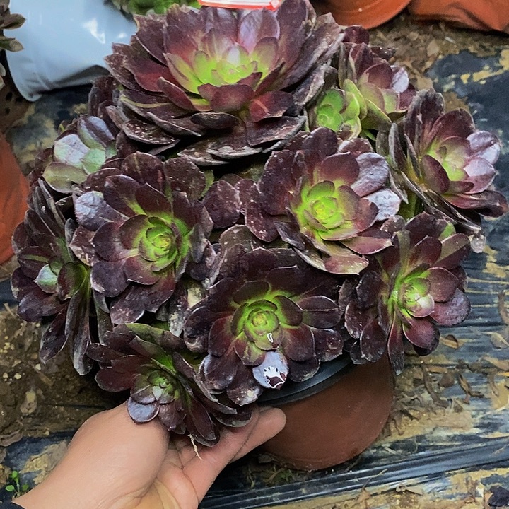 黑牡丹老桩捧花16