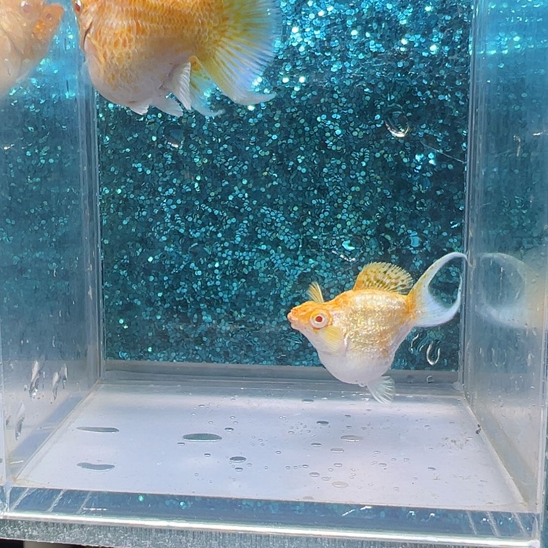 孔雀鱼猎豹玛丽2母1公