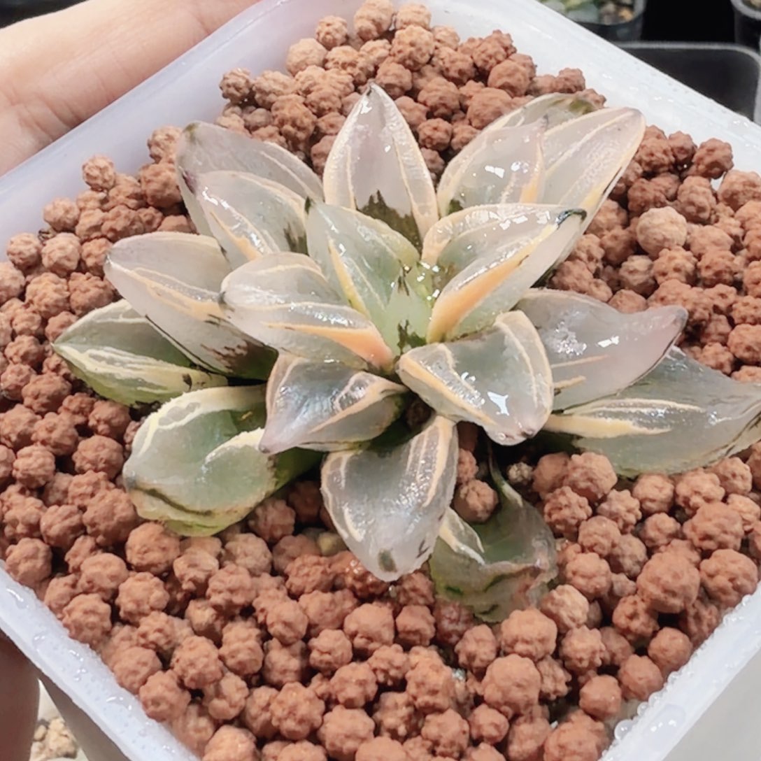 无花朵十二卷火焰山锦