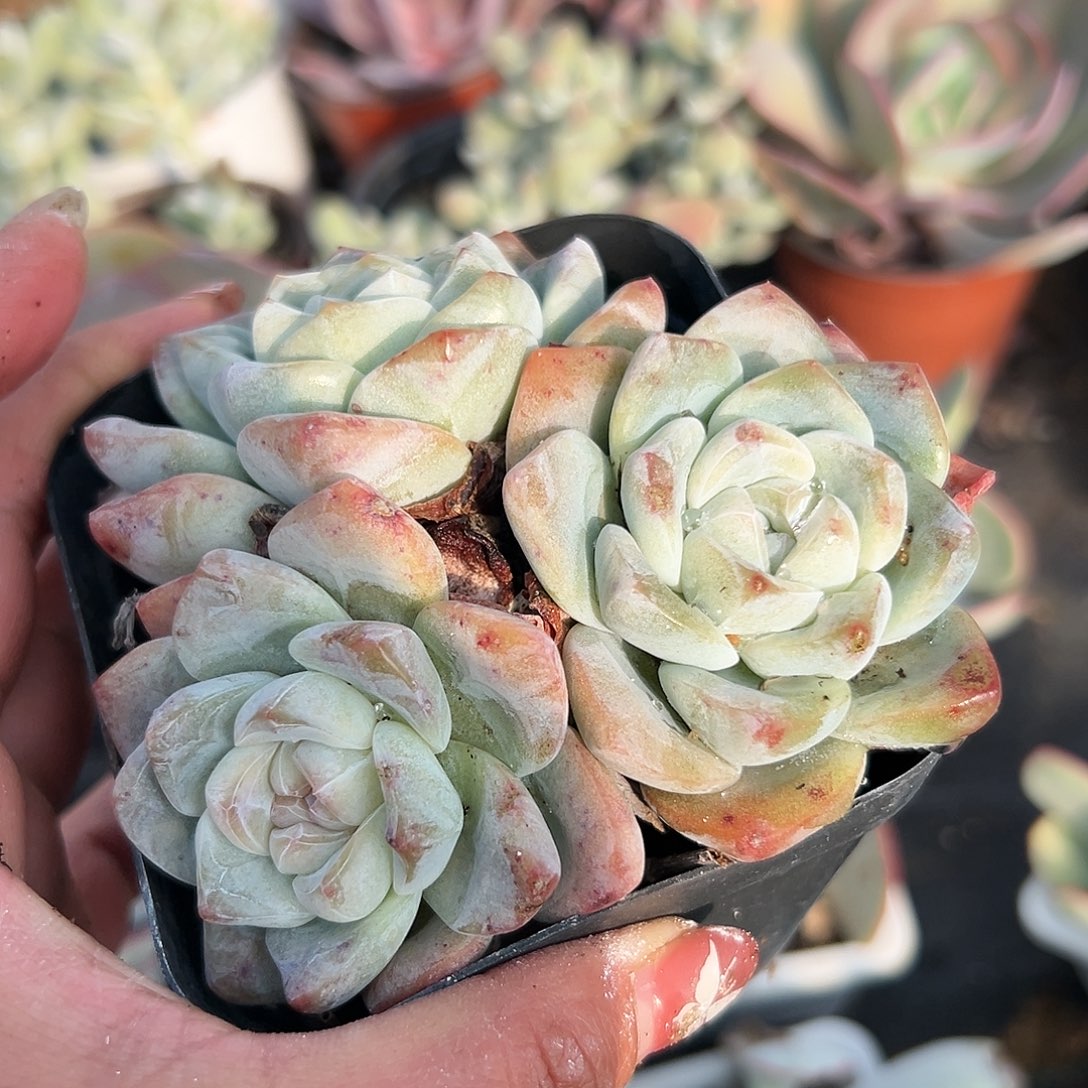 多肉植物多肉植物