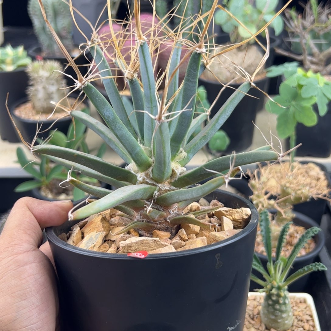 光山实生一物一拍默认脱土发