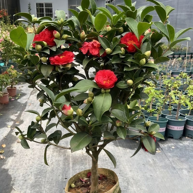 大颗山茶花室外绿植花卉蝴蝶兰盆栽盆栽原盆原土绿植室内茶花开了