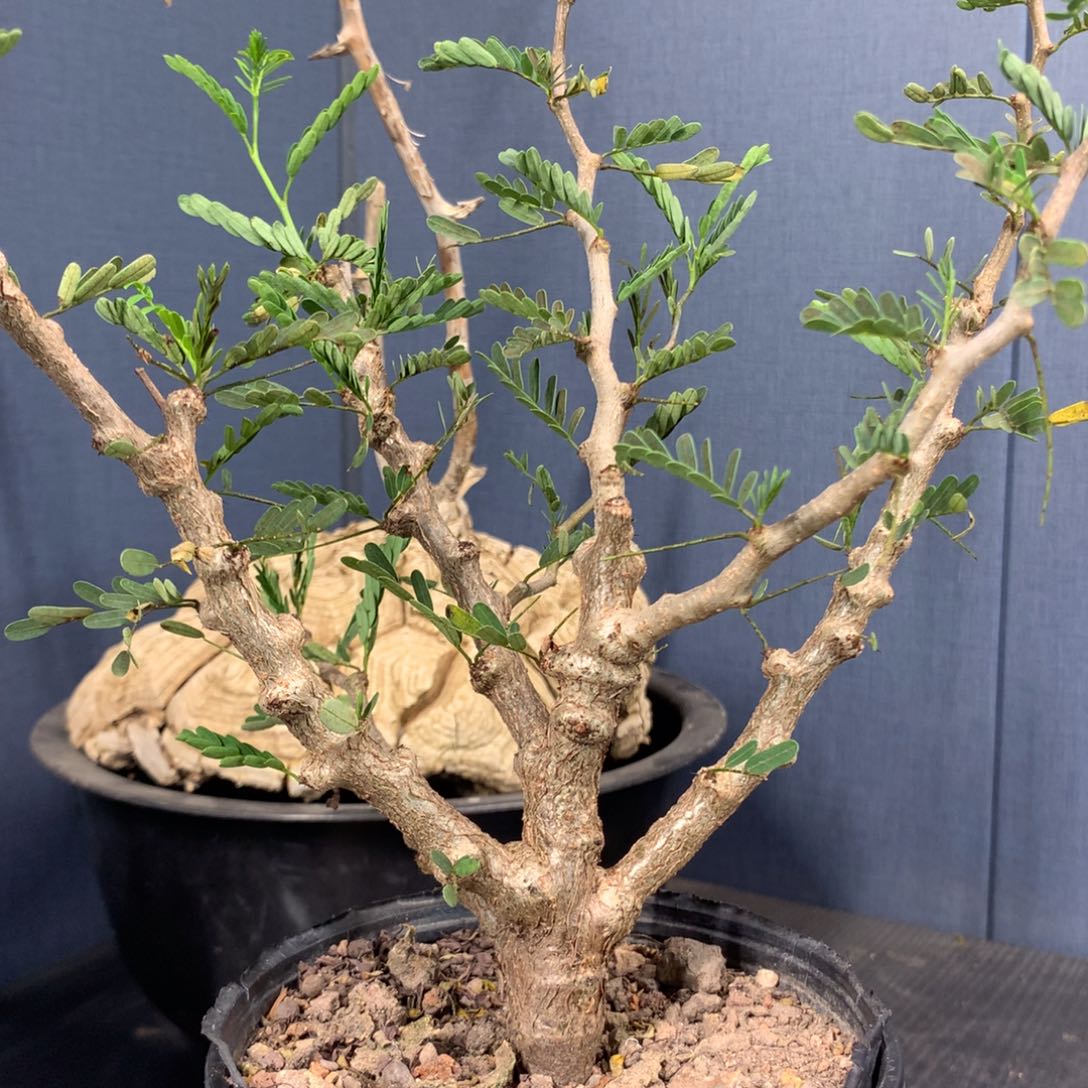 沙漠苏木实生中苗