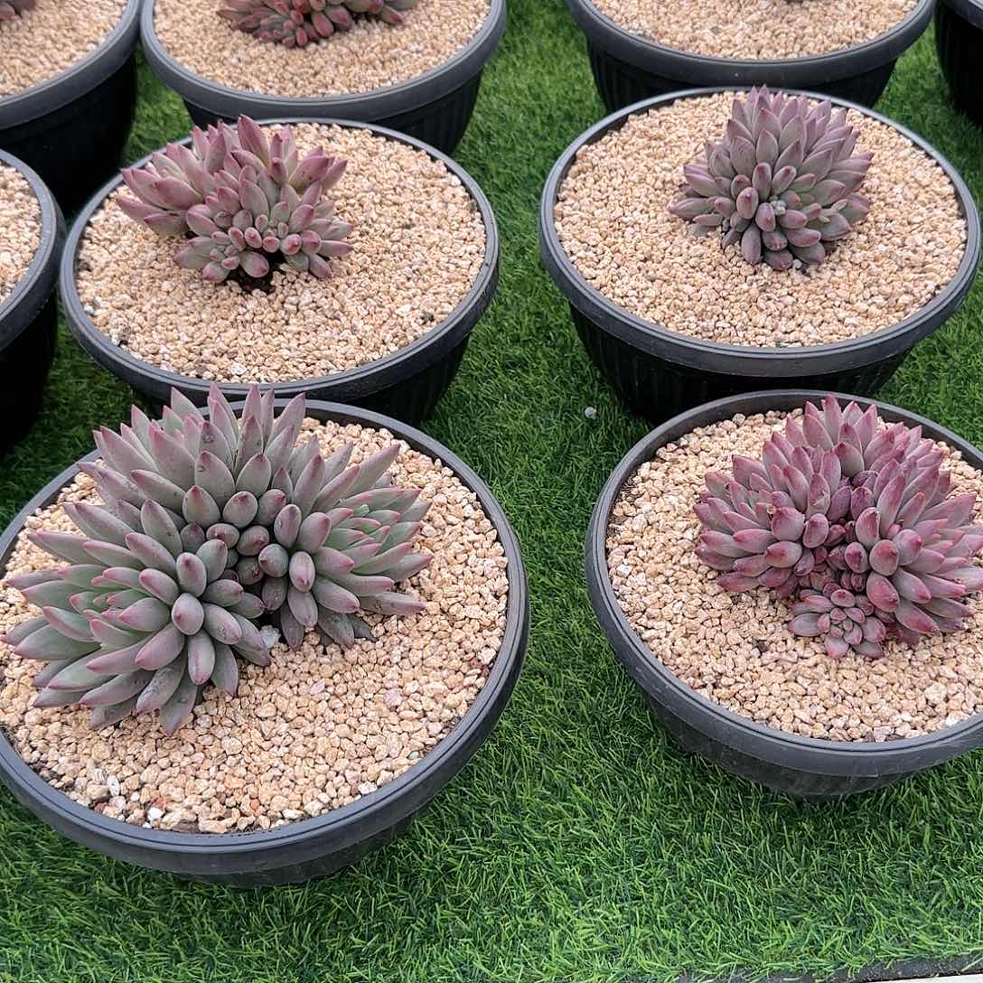 虞美人多肉植物一物一拍