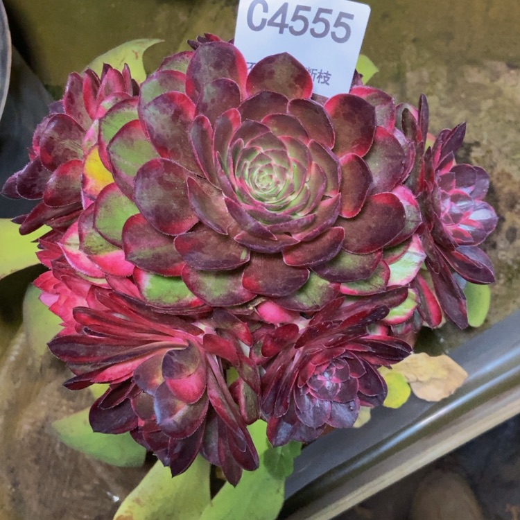 【闪购商品】小*苏4555黑魔多肉