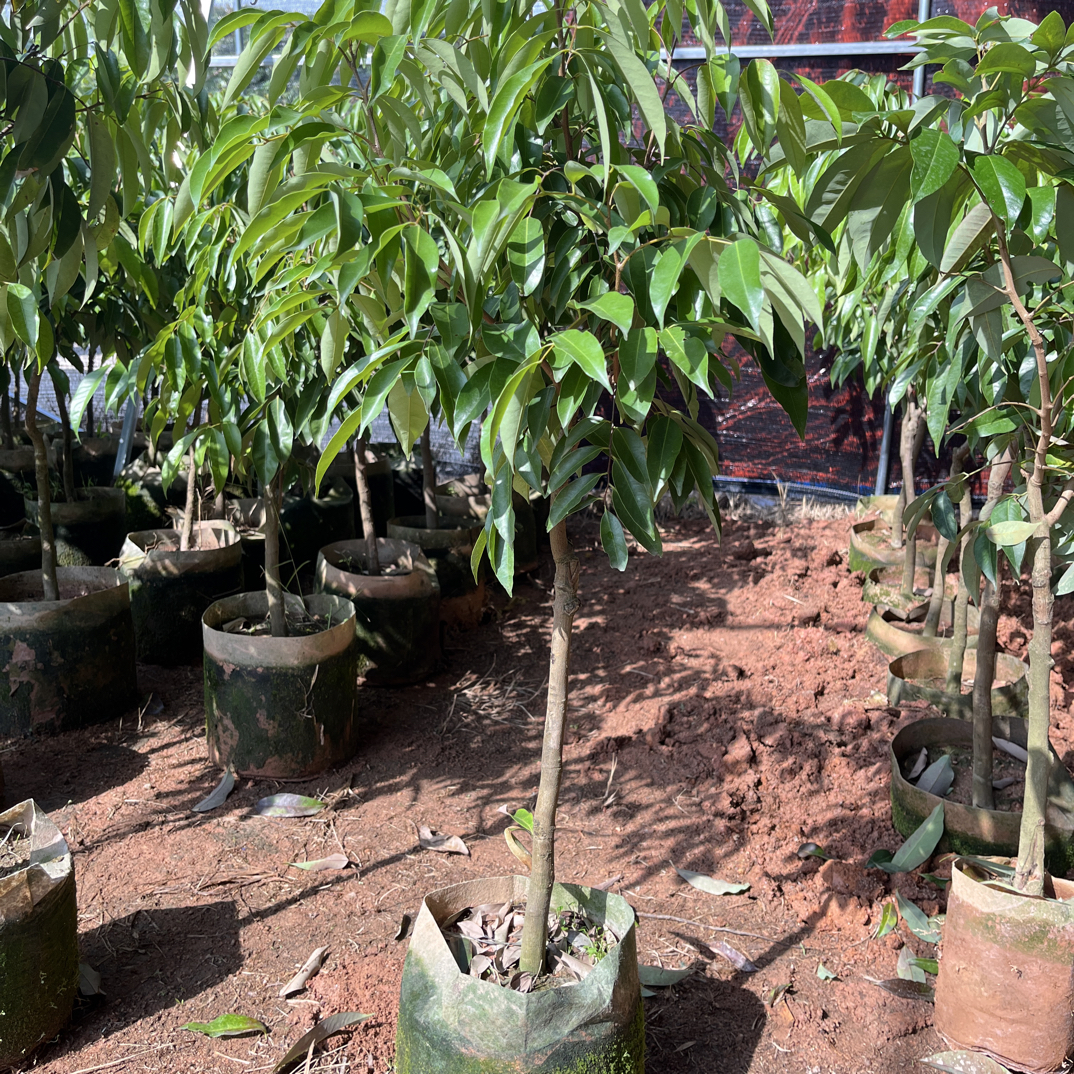 精品荔枝苗老桩荔枝冰荔白糖罂妃子笑桂味仙进奉无核果树带土带叶
