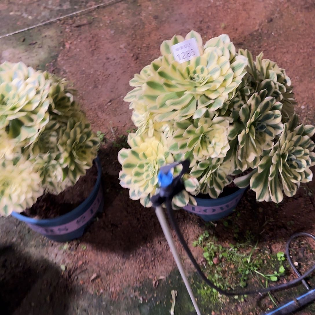 多肉植物迈巴赫1285