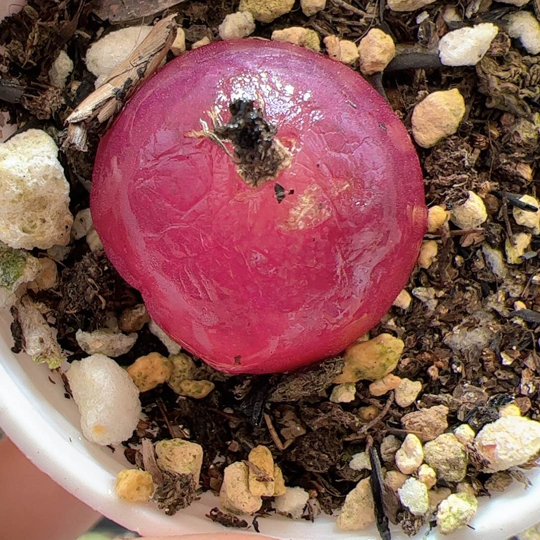 【闪购商品】313 灯泡