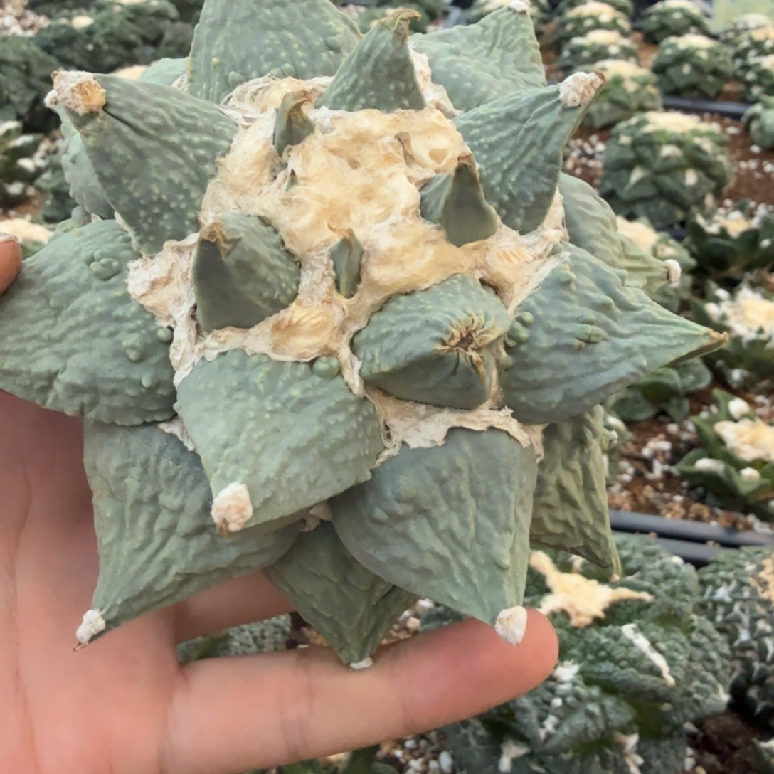仙人球开花一个福利品