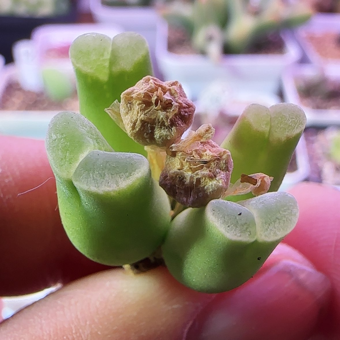 【闪购商品】806四头群生母本