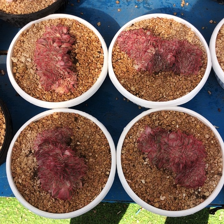 月光女神缀化锦多肉植物