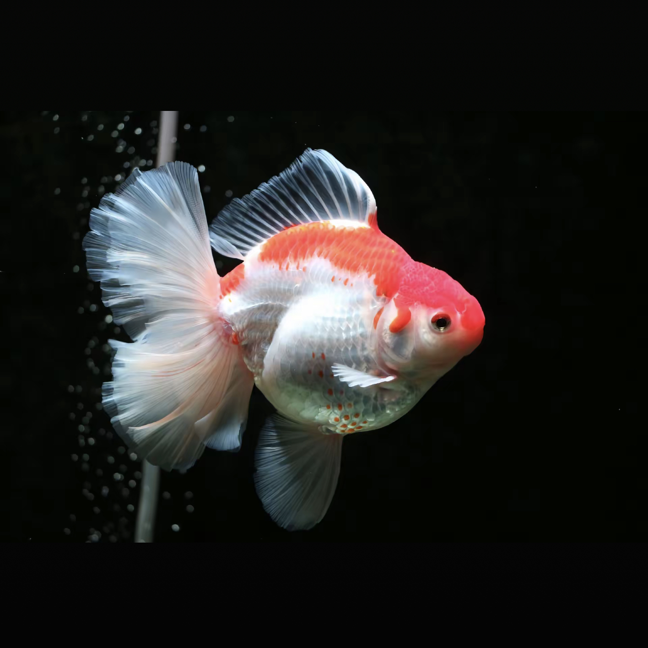 直播间链接绿牌多种金鱼冷水观赏鱼好养耐活鱼苗活体泰狮兰寿玛丽