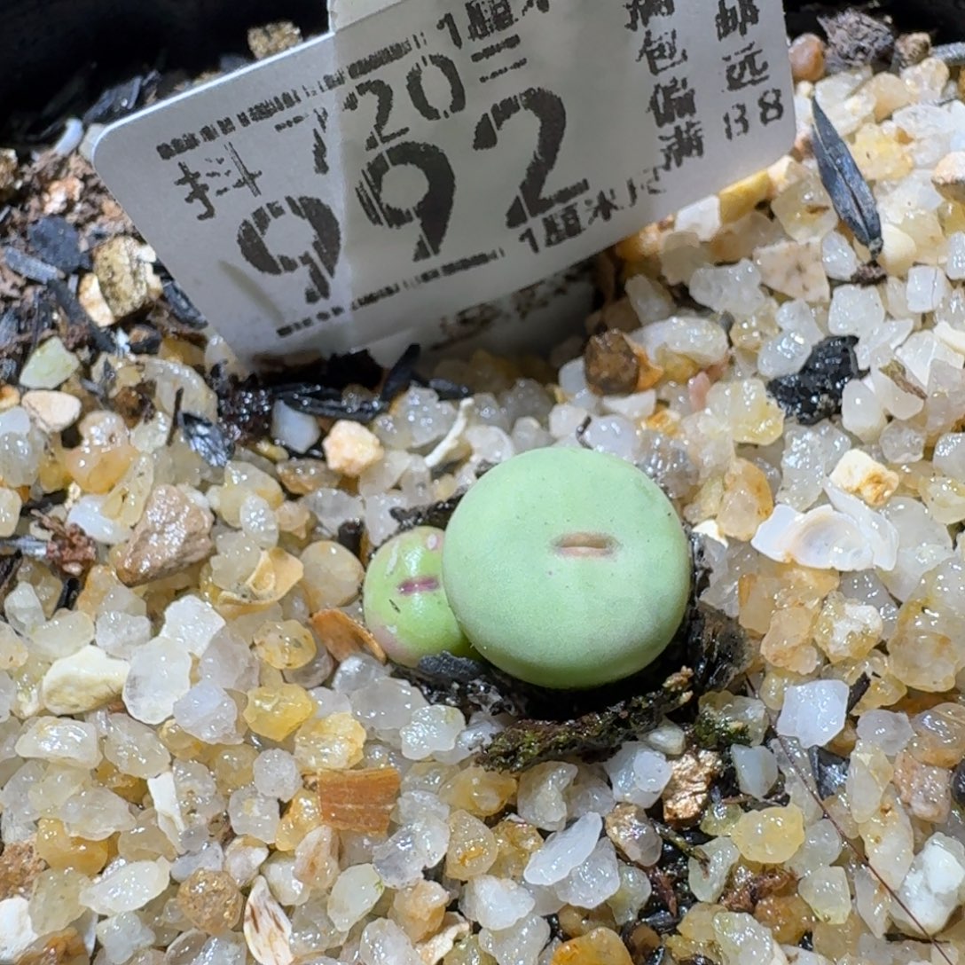 Sss精品清仓价992