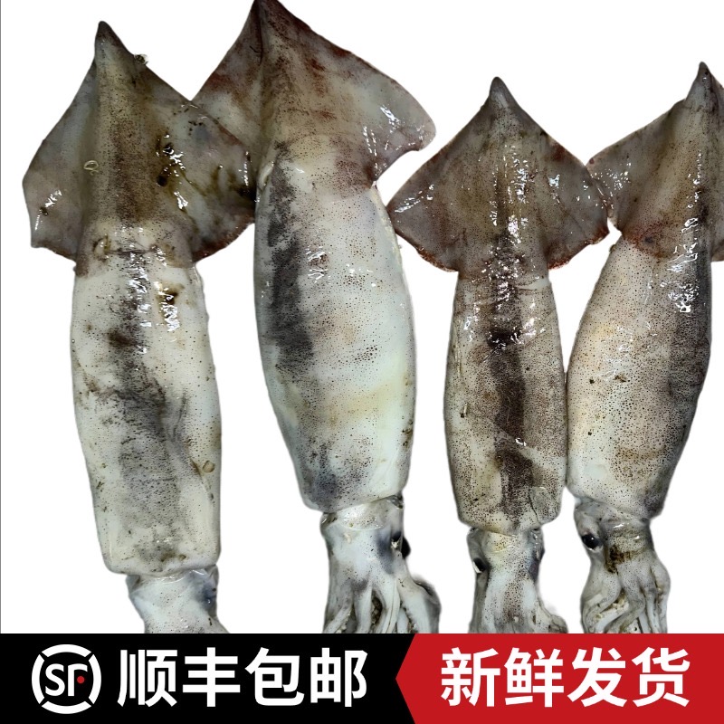 顺丰包邮浙江发货 4斤东海深海大鱿鱼新鲜直发