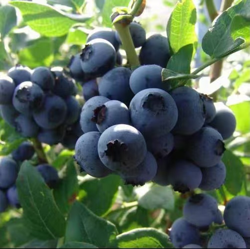 直播间里老庄盆景果树