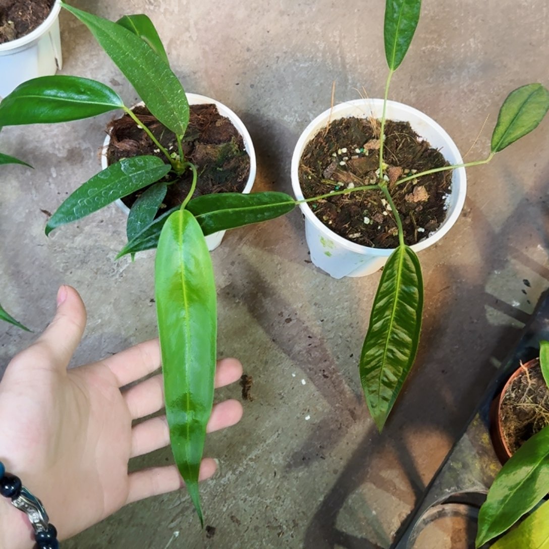 执***恩完全开放一物一拍T30T31