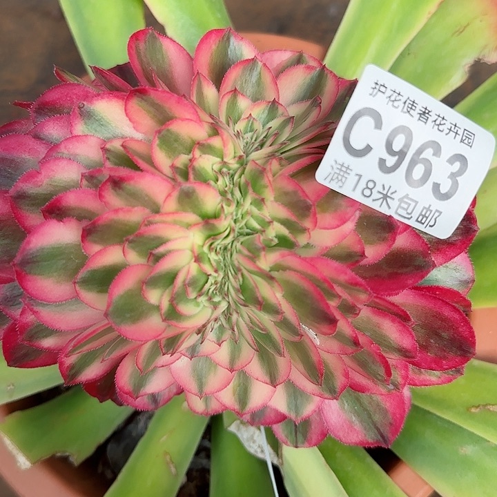 多肉法师荔枝缀化